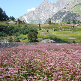 Travel Agents in Sangla Kinnaur